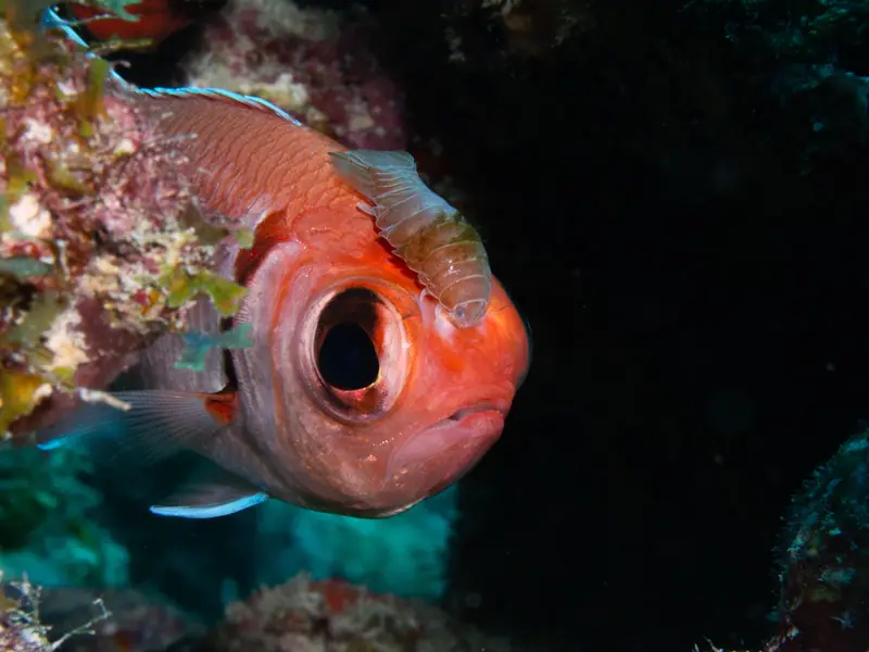 Blackbar Soldierfish Isopod (Anilocra myripristis)