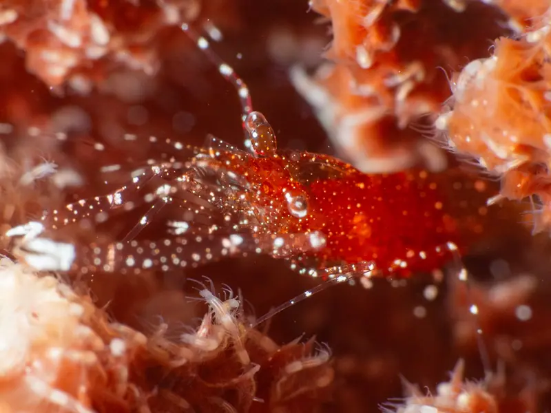 Periclimenes harringtoni (Periclimenes harringtoni)