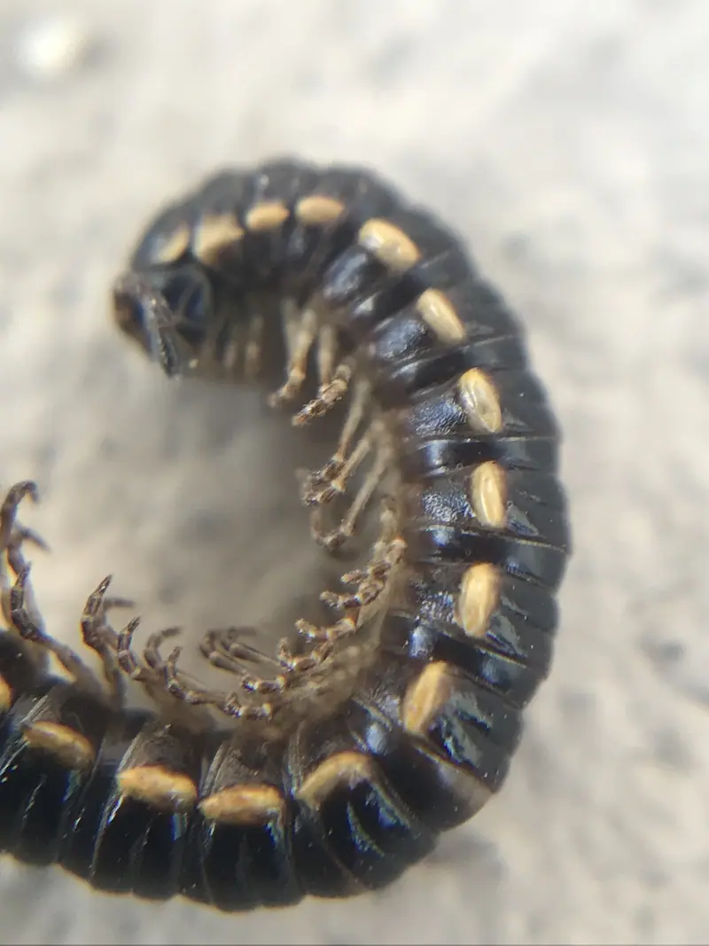 Long-flange Millipede (Orthomorpha coarctata)