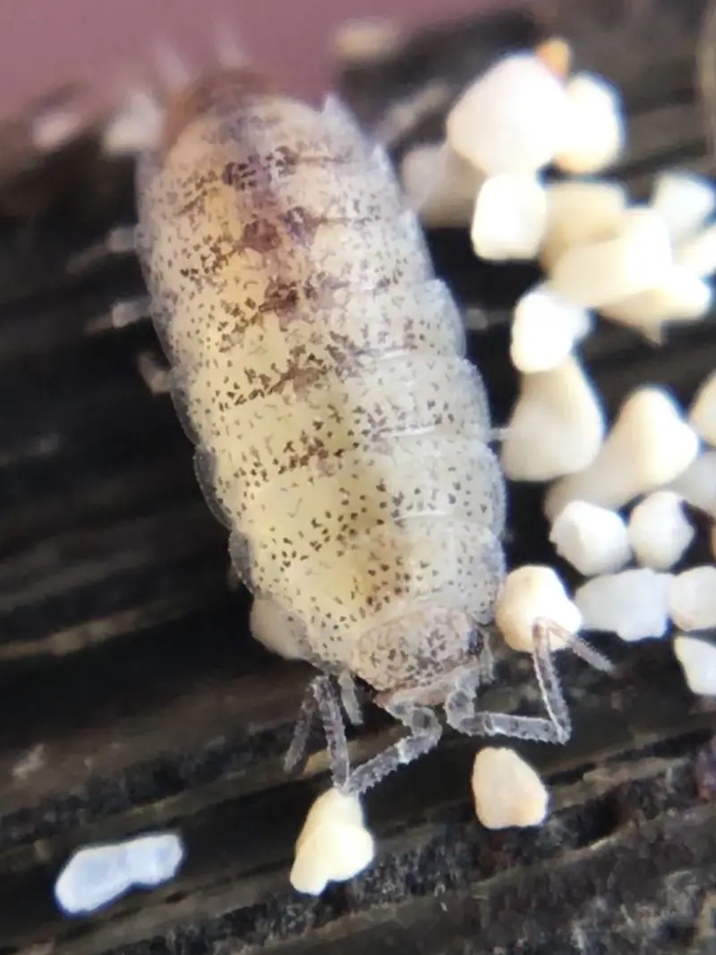 Tropical Seashore Woodlouse (Littorophiloscia tropicalis)