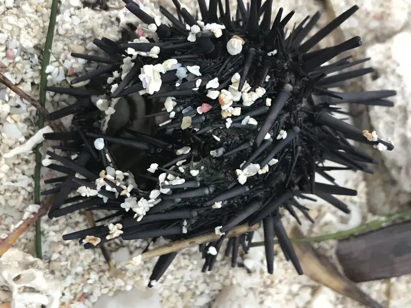 Atlantic Rock-boring Urchin (Echinometra lucunter)