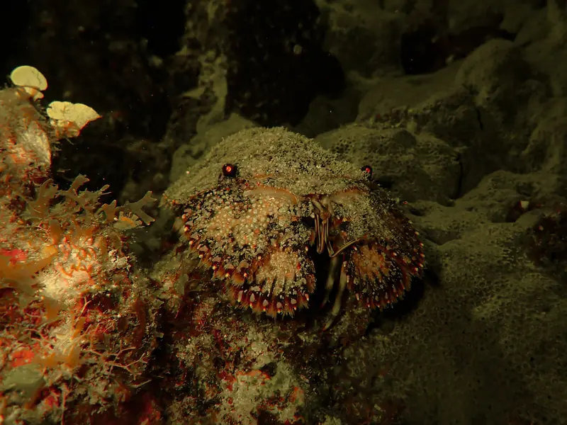 Sculptured Slipper Lobster (Parribacus antarcticus)