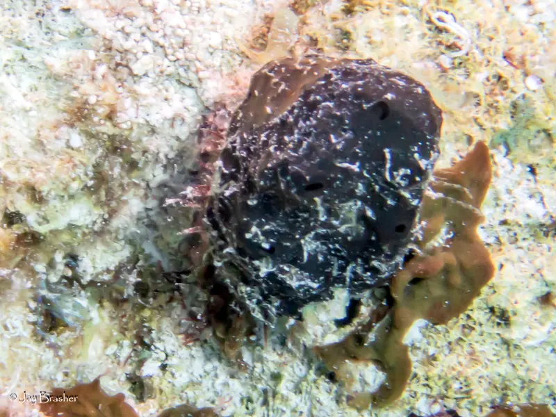 Spongia obscura (Spongia obscura)