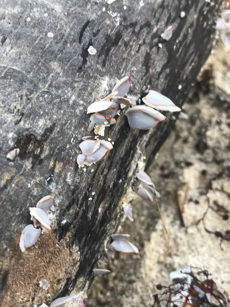 Goose Barnacle (Lepas anserifera)