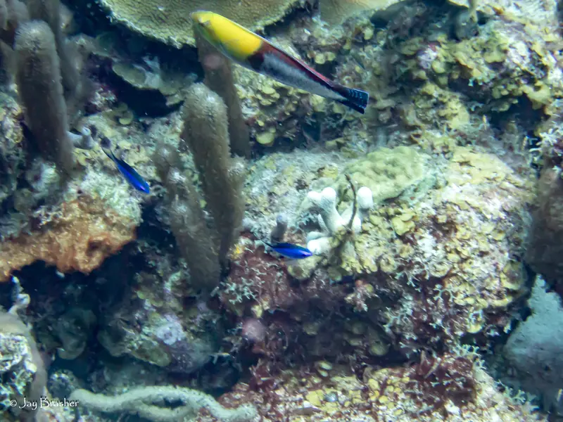 Yellowhead Wrasse (Halichoeres garnoti)