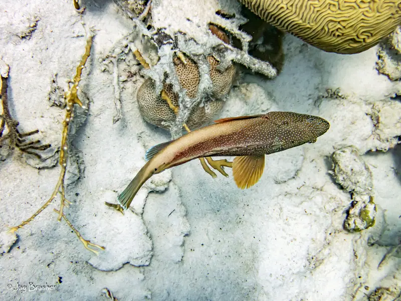 Massive Starlet Coral (Siderastrea siderea)