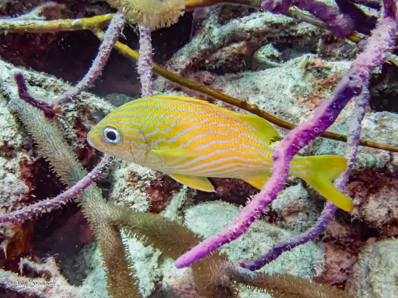 French Grunt (Haemulon flavolineatum)