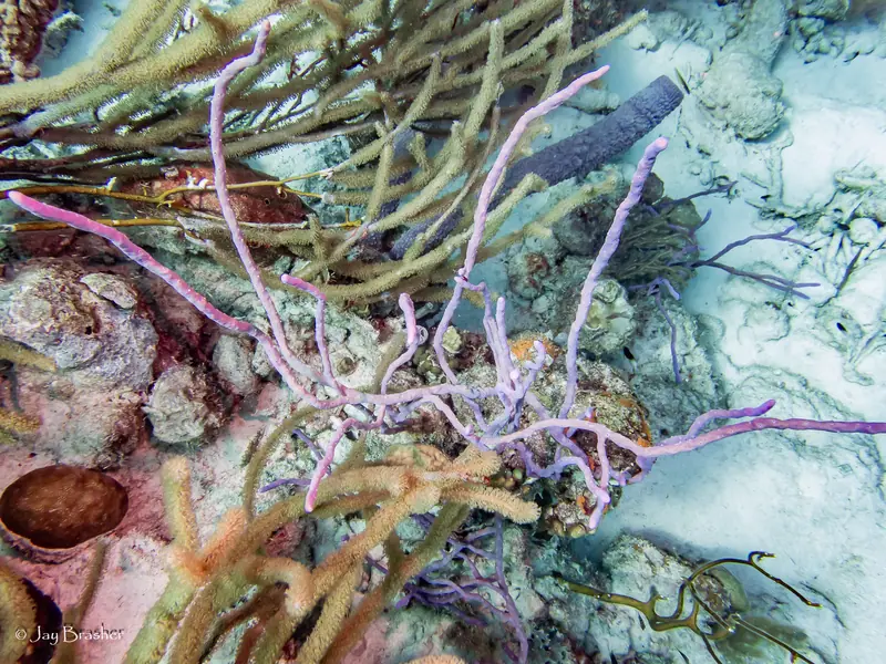 Row Pore Rope Sponge (Aplysina cauliformis)