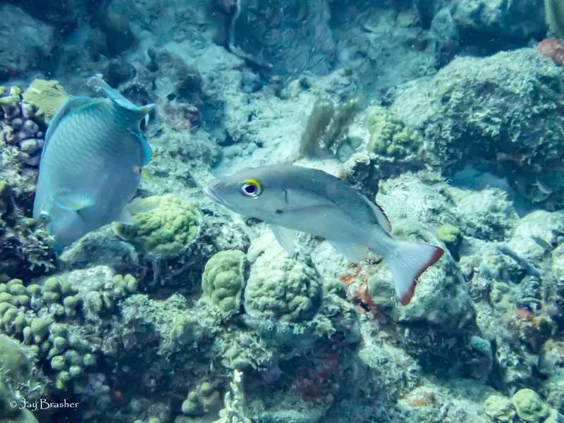 Mahogany Snapper (Lutjanus mahogoni)