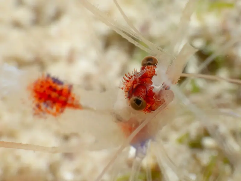 Banded Coral Shrimp (Stenopus hispidus)