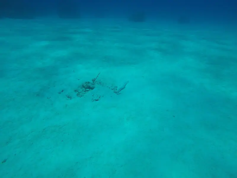 Sand Tilefish (Malacanthus plumieri)
