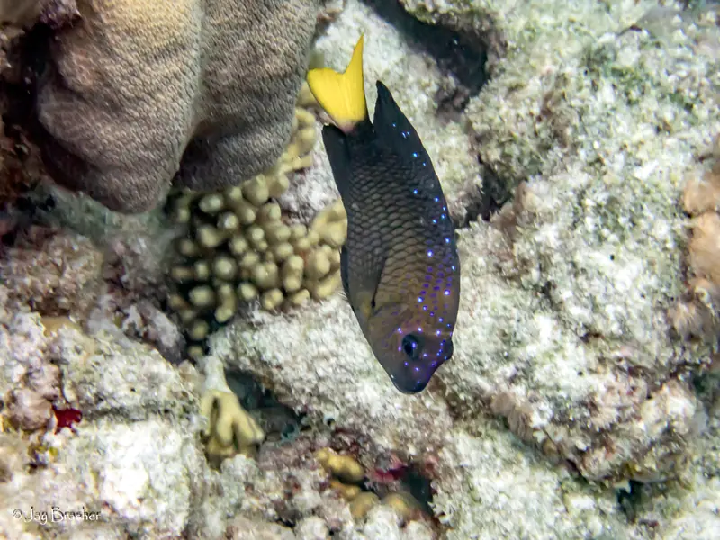 Yellowtail Damselfish (Microspathodon chrysurus)