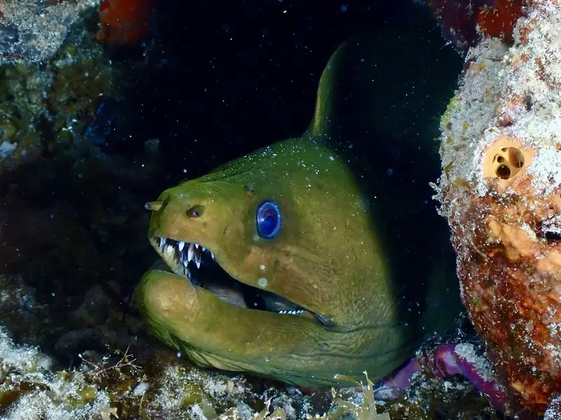 Green Moray (Gymnothorax funebris)