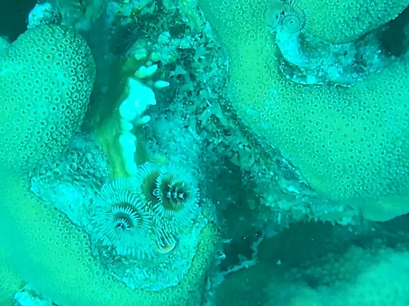 Caribbean Christmas Tree Worm (Spirobranchus giganteus)
