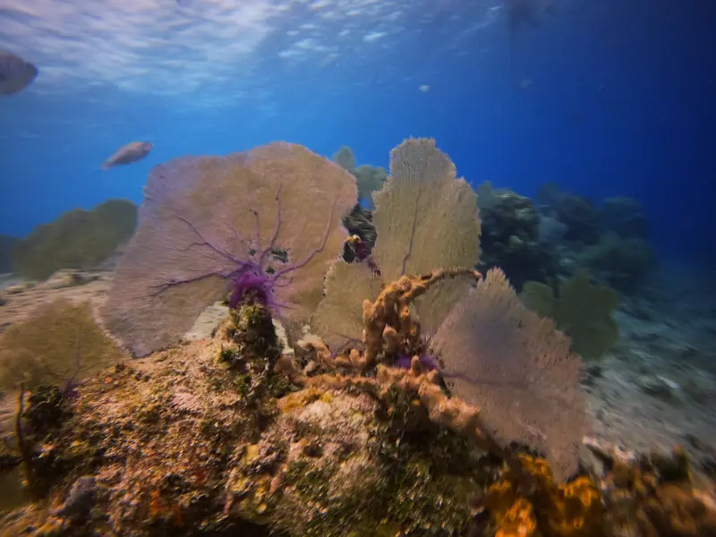 Purple Sea Fan (Gorgonia ventalina)