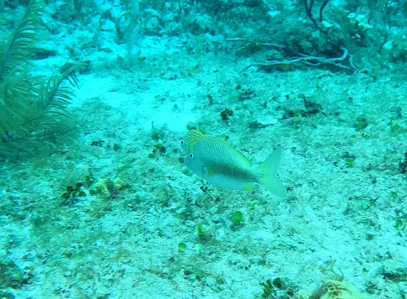 White Grunt (Haemulon plumierii)