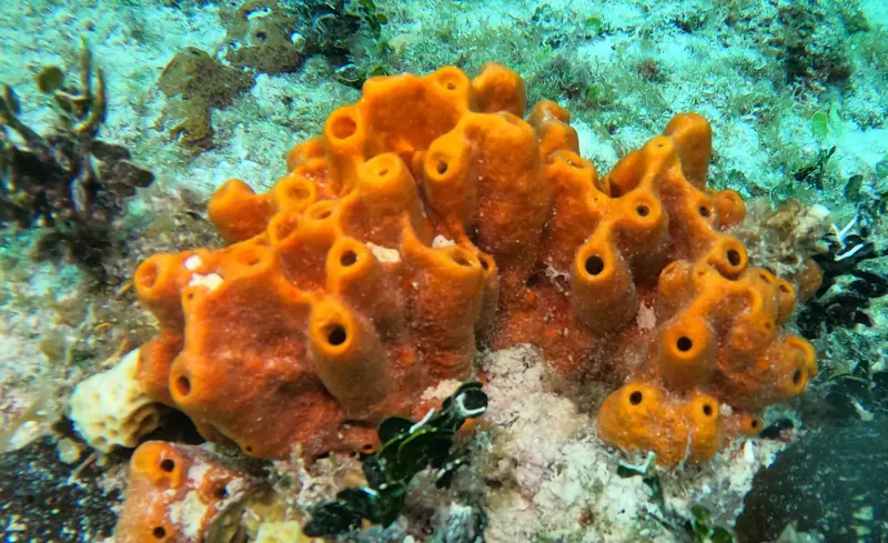 Brown Encrusting Octopus Sponge (Ectyoplasia ferox)