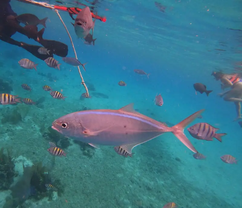 Bar Jack (Caranx ruber)