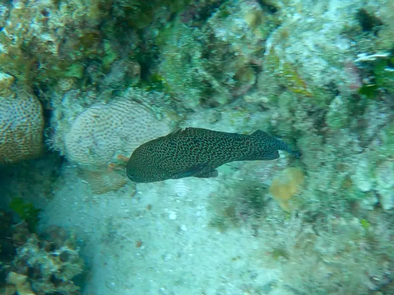 Graysby (Cephalopholis cruentata)