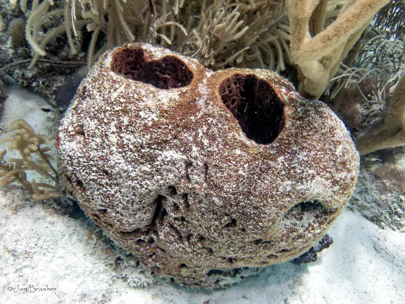Touch-me-not Sponge (Neofibularia nolitangere)