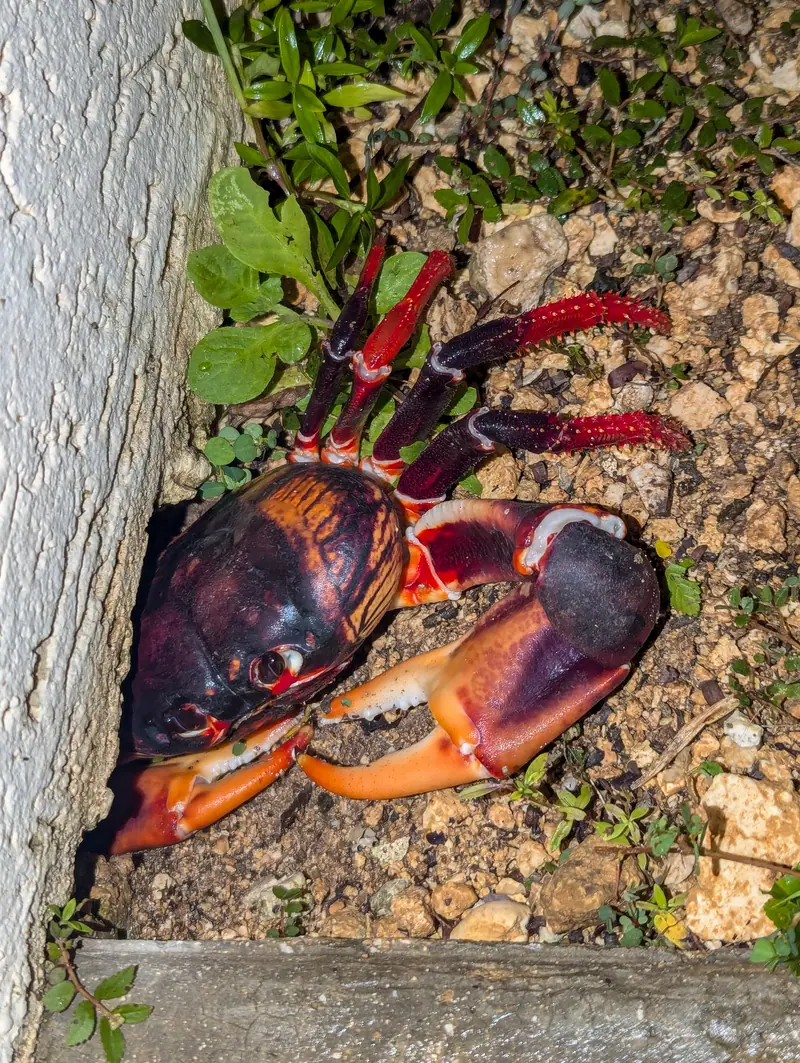 Zombie Crab (Gecarcinus ruricola)