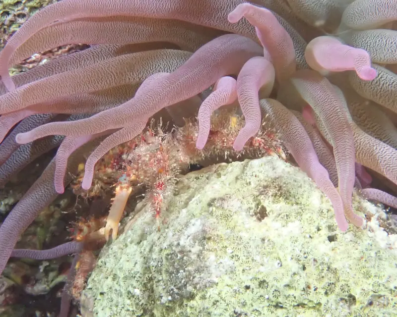 Hairy Clinging Crab (Amphithrax pilosus)
