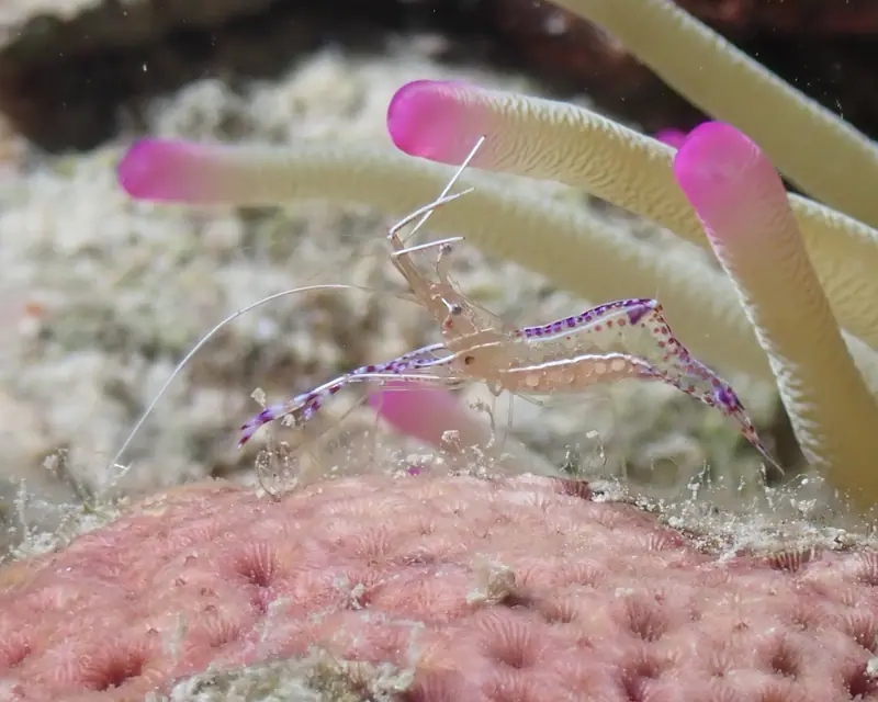 Pederson Cleaner Shrimp (Ancylomenes pedersoni)