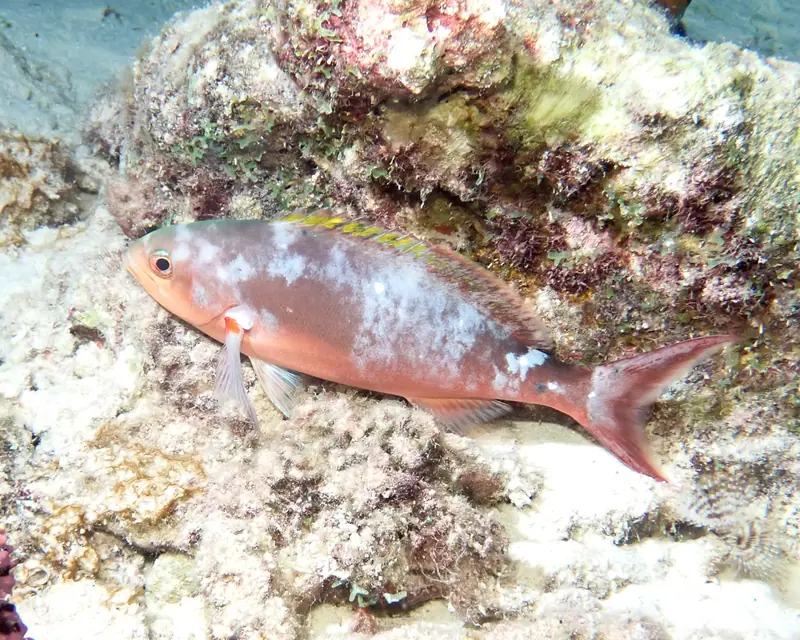 Atlantic Creolefish (Paranthias furcifer)