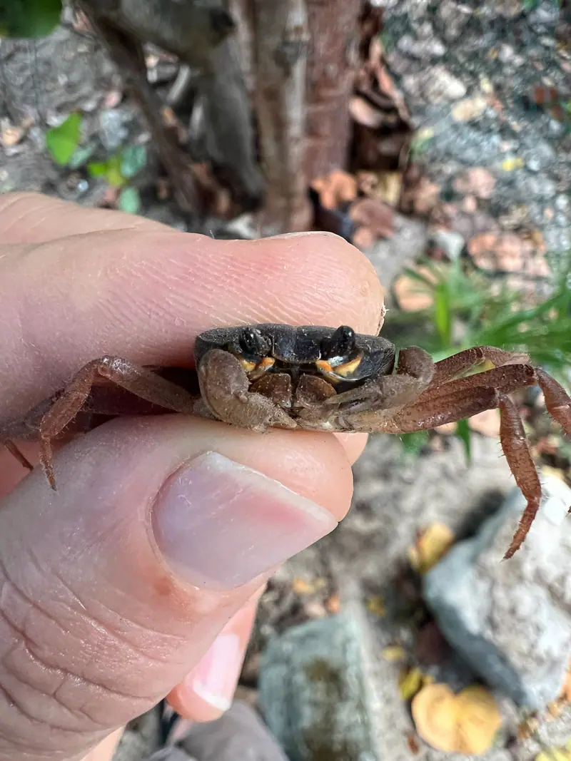 Zombie Crab (Gecarcinus ruricola)