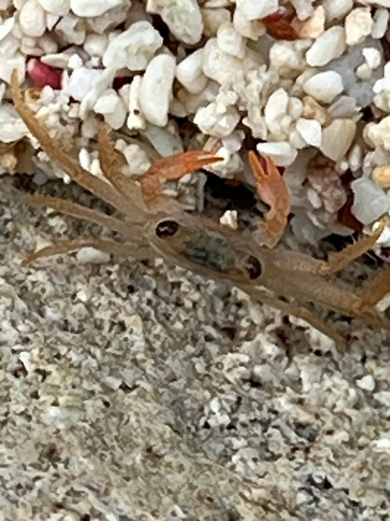 American Nipper (Geograpsus lividus)