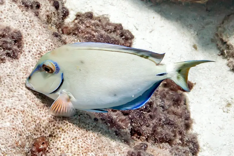 Caribbean Ocean Surgeonfish (Acanthurus tractus)