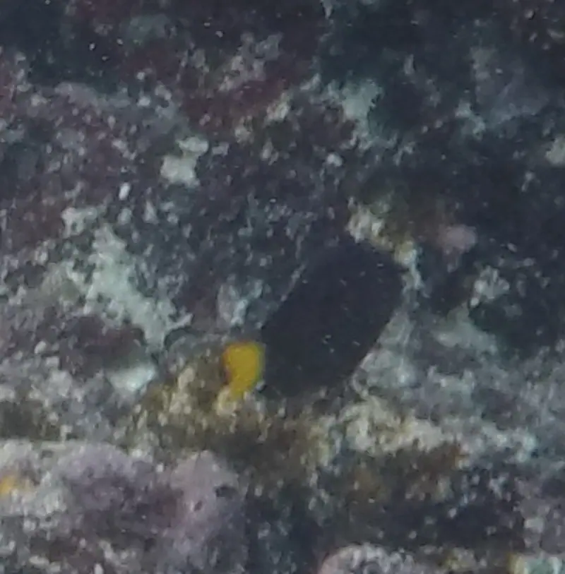 Yellowtail Damselfish (Microspathodon chrysurus)