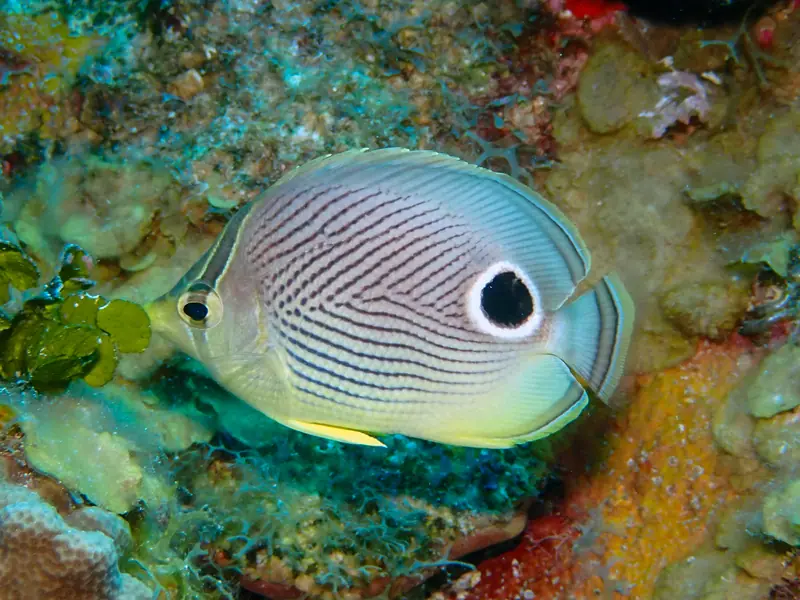 Four-eyed Butterflyfish (Chaetodon capistratus)