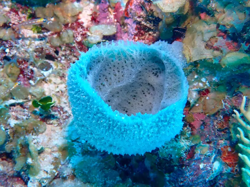 Pink Vase Sponge (Niphates digitalis)