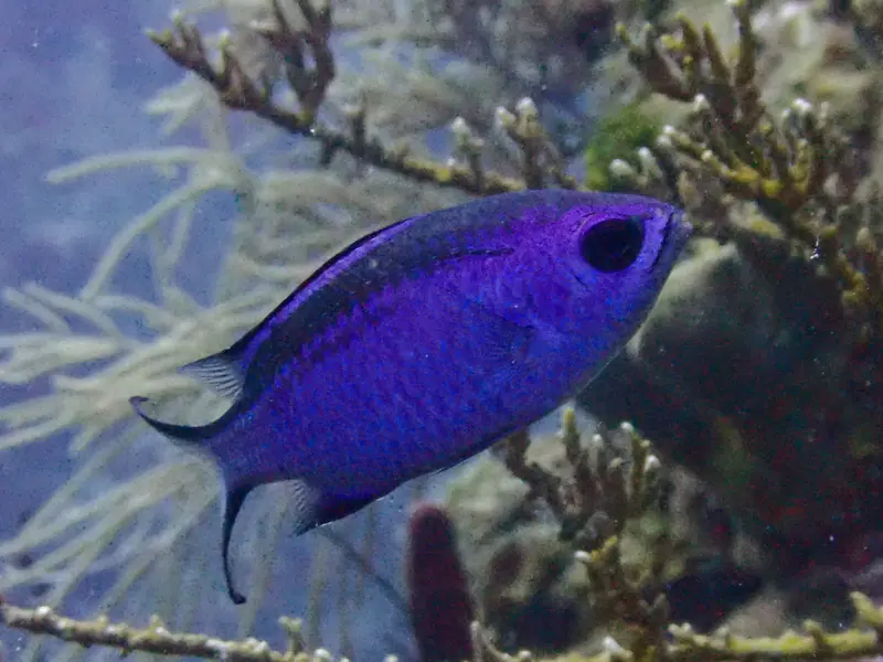 Blue Chromis (Azurina cyanea)