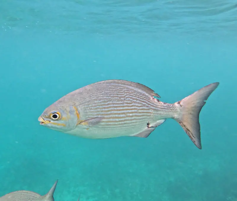 Brassy Drummer (Kyphosus vaigiensis)