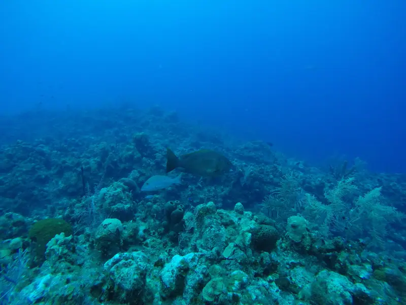 Mutton Snapper (Lutjanus analis)