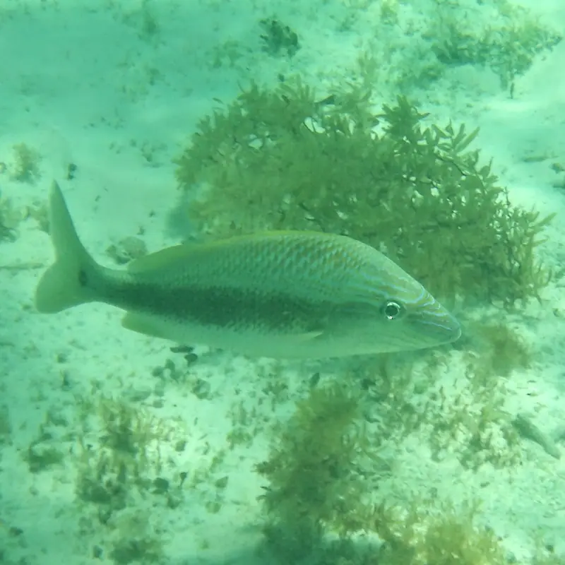 White Grunt (Haemulon plumierii)