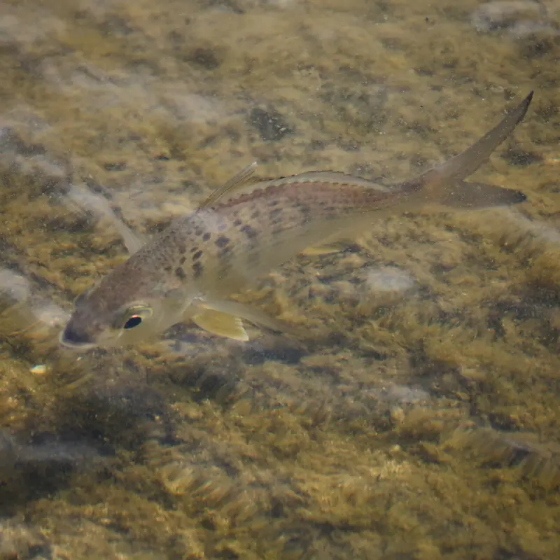 Yellowfin Mojarra (Gerres cinereus)