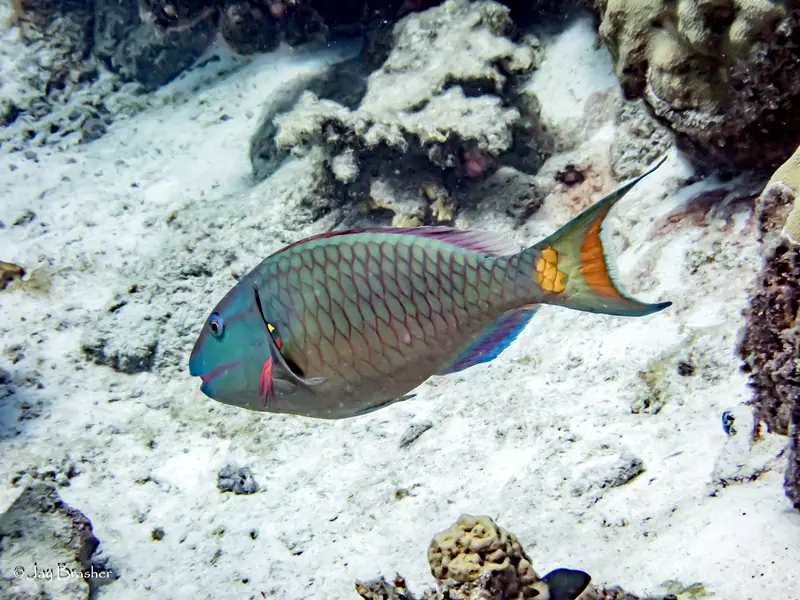 Stoplight Parrotfish (Sparisoma viride)