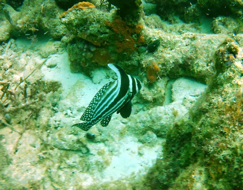 Spotted Drum (Eques punctatus)