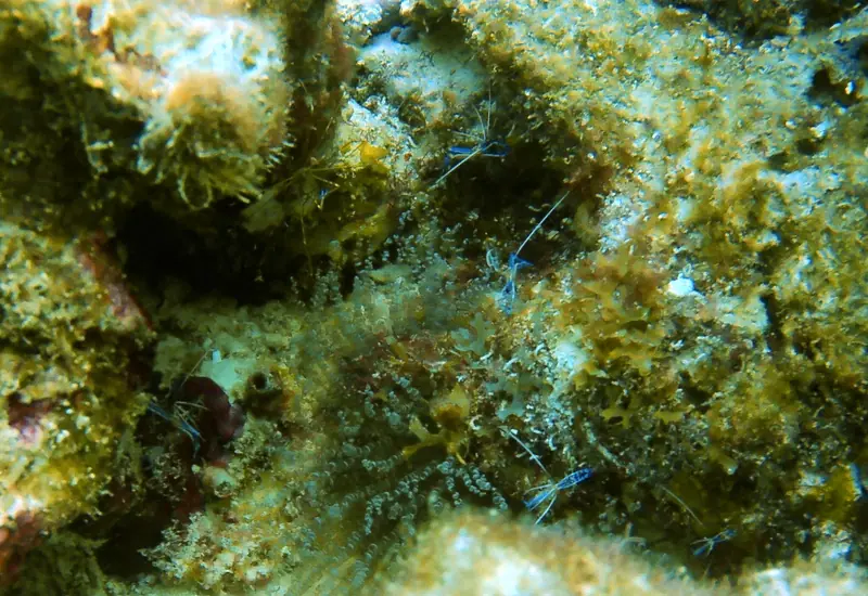Pederson Cleaner Shrimp (Ancylomenes pedersoni)