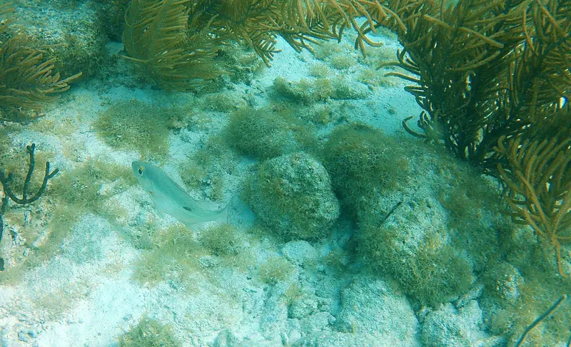Mahogany Snapper (Lutjanus mahogoni)