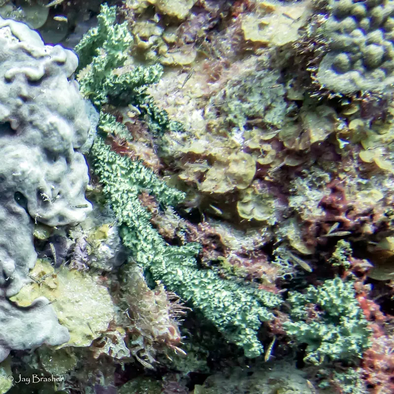 Green Finger Sponge (Iotrochota birotulata)