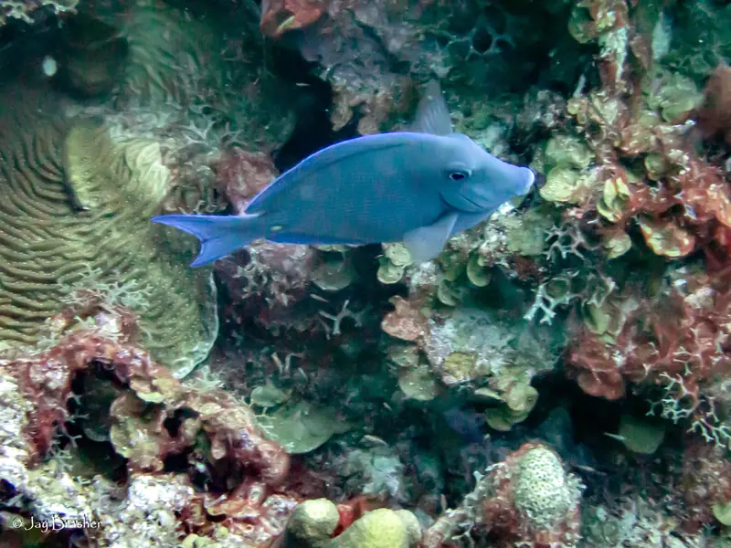 Atlantic Blue Tang (Acanthurus coeruleus)