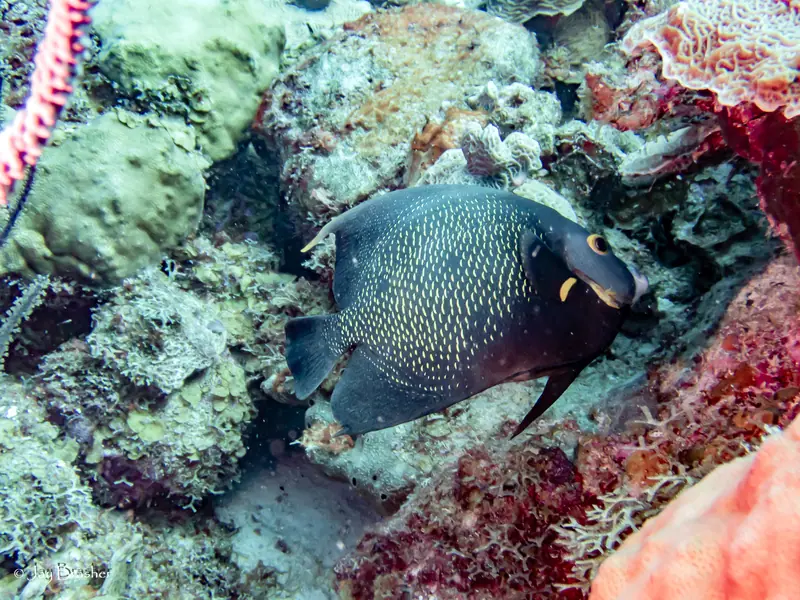 French Angelfish (Pomacanthus paru)