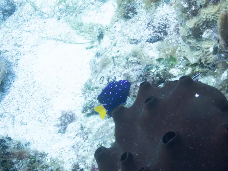 Yellowtail Damselfish (Microspathodon chrysurus)