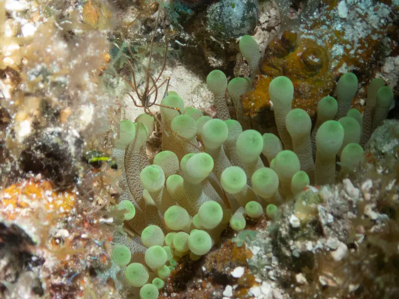 Giant Anemone (Condylactis gigantea)