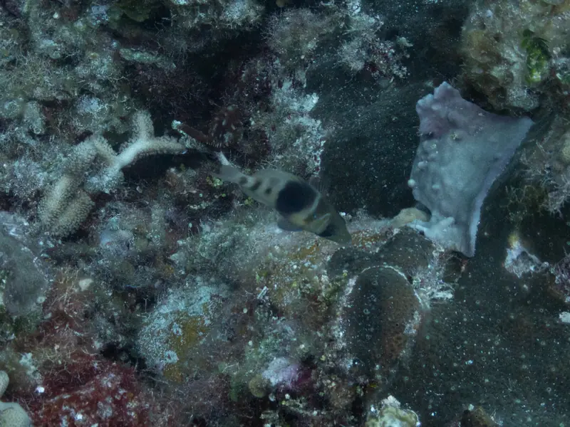 Barred Hamlet (Hypoplectrus puella)