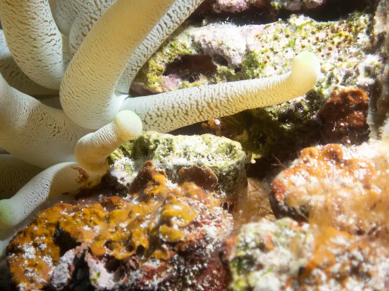 Dicaprio's Squat Anemone Shrimp (Thor dicaprio)